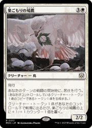巣ごもりの鳩鷹/Nesting Dovehawk