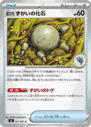 古びた ずがいの化石
